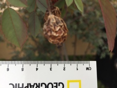 Rosaceae