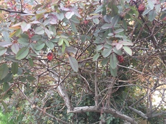 Rosaceae