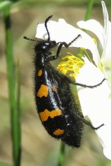 Hycleus polymorphus