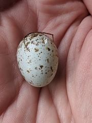 Antrostomus vociferus