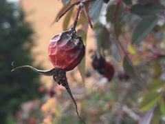 Rosaceae