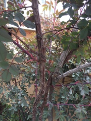Rosaceae