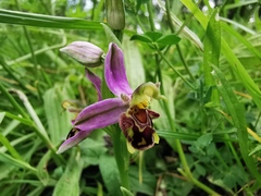 Ophrys apifera