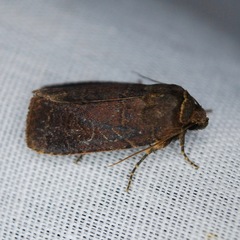 Orthodes cynica
