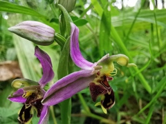 Ophrys apifera