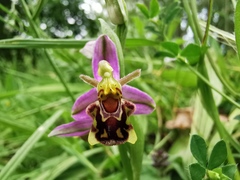 Ophrys apifera