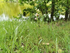 Ophrys apifera