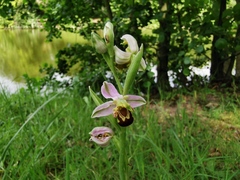 Ophrys apifera