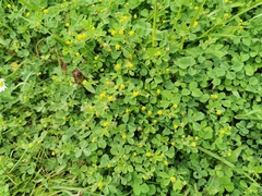 Medicago lupulina