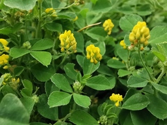 Medicago lupulina
