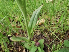 Ophrys apifera