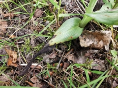 Ophrys apifera