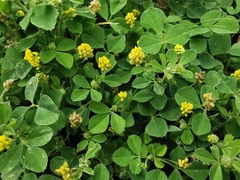 Medicago lupulina