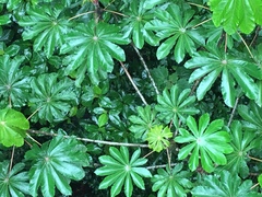 Cecropia obtusifolia