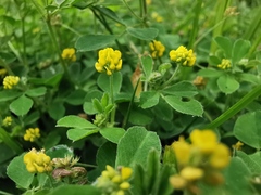Medicago lupulina