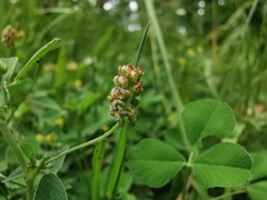 Medicago lupulina