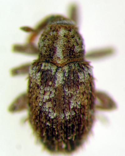 Sibinia setosa