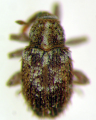 Sibinia setosa
