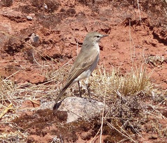 Muscisaxicola cinereus