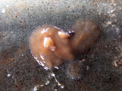 Leptoplana tremellaris