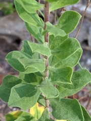 Sericocarpus