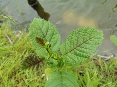 Alnus glutinosa