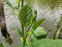 Alnus glutinosa