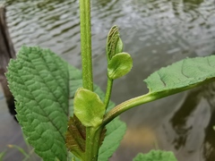 Alnus glutinosa