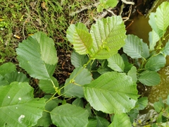 Alnus glutinosa
