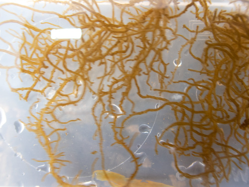 Eudesme virescens observed 2020-06-10