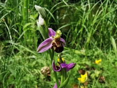Ophrys apifera
