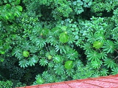 Cecropia obtusifolia