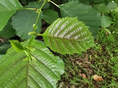 Alnus glutinosa