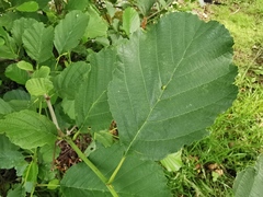 Alnus glutinosa