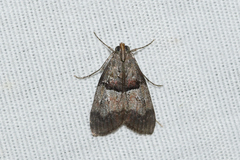 Pococera robustella