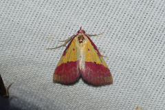 Phytometra rhodarialis