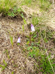 Soldanella pusilla