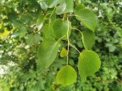 Alnus cordata