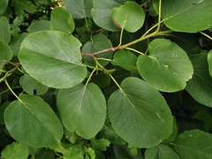 Alnus cordata