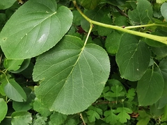 Alnus cordata