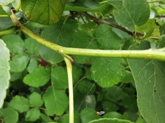 Alnus cordata
