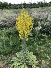 Verbascum speciosum