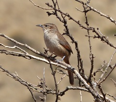 Phacellodomus striaticeps