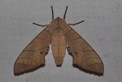 Marumba dyras