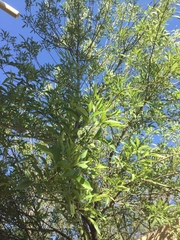 Fraxinus berlandieriana