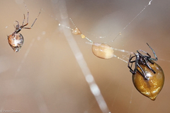 Argyrodes pluto