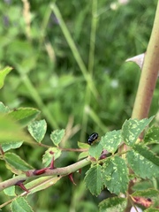Cryptocephalus flavipes