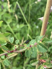 Cryptocephalus flavipes