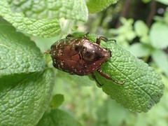 Protaetia orientalis
