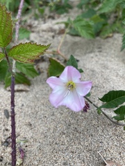 Convolvulus arvensis